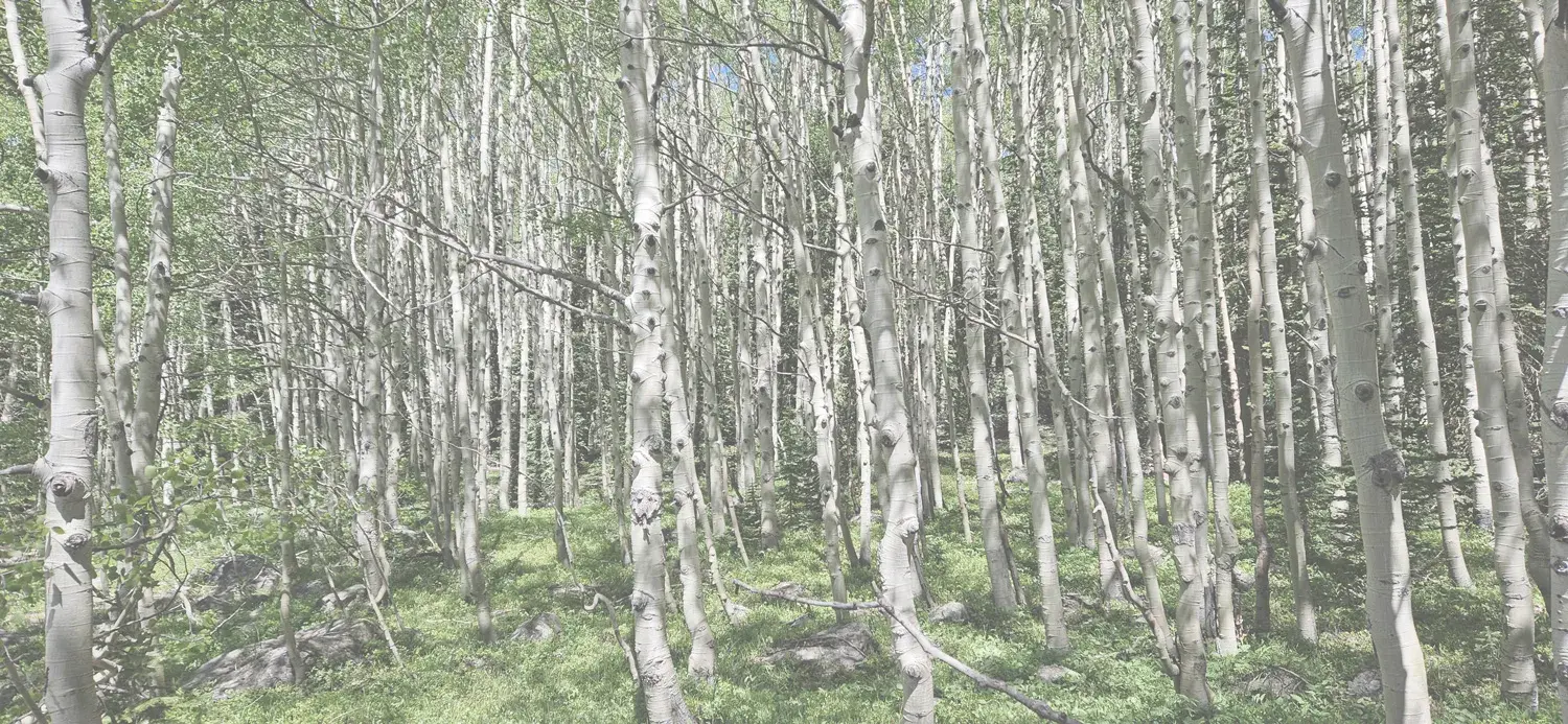Forest background